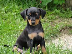 Vand pui Pinscher Pitic