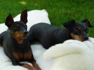 Vand pui Pinscher Pitic