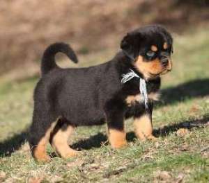 Vand pui Rottweiler