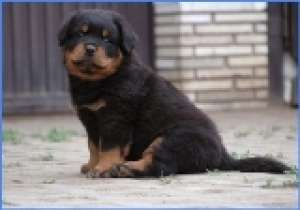 Vand pui Rottweiler