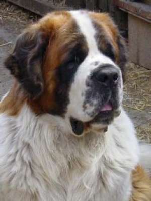 Vand pui Saint Bernard