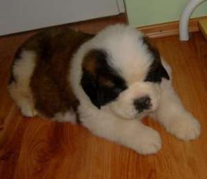 Vand pui Saint Bernard