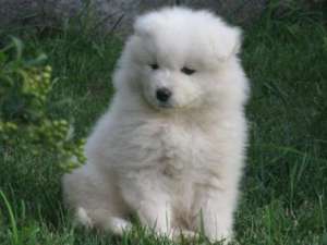 Vand pui Samoyed