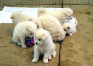 Vand pui Samoyed