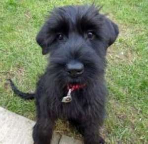 Vand pui Schnauzer Urias