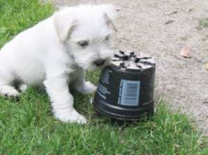 Vand pui Schnauzer Pitic