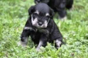 Vand pui Schnauzer Pitic
