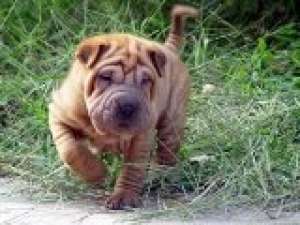 Vand pui Shar-Pei