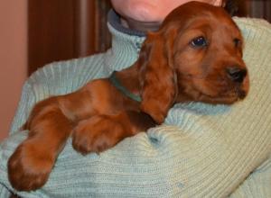 VAND PUI DE SETTER IRLANDEZ,    Nascuti 10.01.2014,    PEDIGREE TIP A