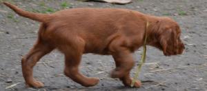 VAND PUI DE SETTER IRLANDEZ,    Nascuti 10.01.2014,    PEDIGREE TIP A