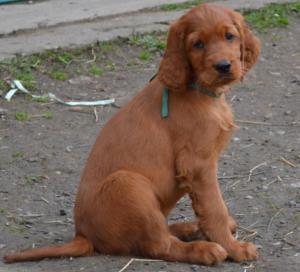 VAND PUI DE SETTER IRLANDEZ,    Nascuti 10.01.2014,    PEDIGREE TIP A