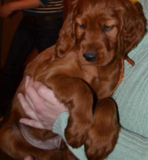 VAND PUI DE SETTER IRLANDEZ,    Nascuti 10.01.2014,    PEDIGREE TIP A