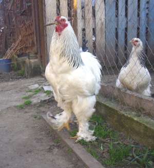 Vand cocos brahma hd
