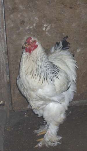 Vand cocos brahma hd