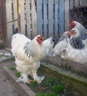 Vand cocos brahma hd