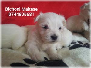 BICHONI MALTESE  albi impecabili 600 lei