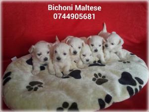 bichoni maltese toy albi impecabili 600 lei