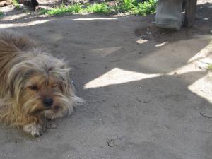 yorkshire terrier pentru monta teleorman