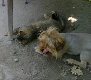 yorkshire terrier pentru monta teleorman