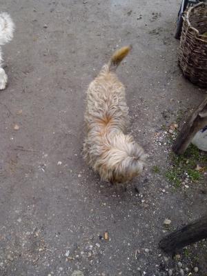 yorkshire terrier pentru monta teleorman