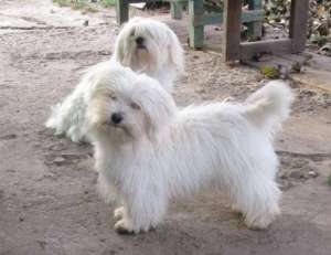 Pui Bichon Maltese-Oferta Speciala