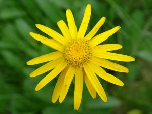 VAND SEMINTE DE ARNICA