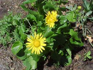 VAND SEMINTE DE ARNICA