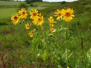 VAND SEMINTE DE ARNICA