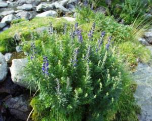 VAND SEMINTE DE ACONITUM NAPELLUS