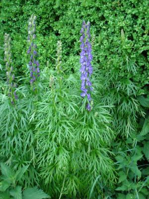 VAND SEMINTE DE ACONITUM NAPELLUS