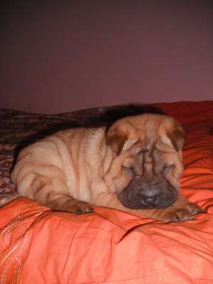 Vand shar-pei