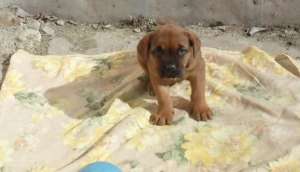vand pui cane-corso