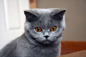 ofer pisicute british shorthair blue