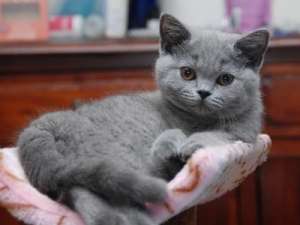 ofer pisicute british shorthair blue