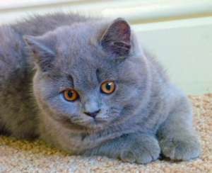 pisici british shorthair blue