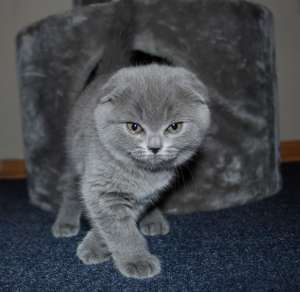 pisici scottish fold shorthair blue