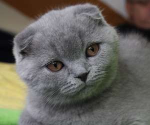pisici scottish fold shorthair blue
