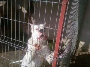 DRESAJ CANIN CU REZULTATE GARANTATE!
