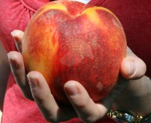 Pomi fruciteri