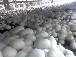 Compost ciuperci champignon Ungaria