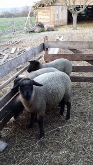 Vand Miei de rasa Suffolk