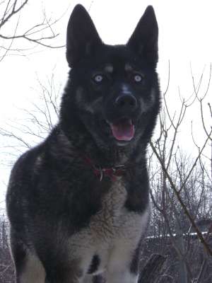 Monta Husky femela-caut mascul Galati/Braila
