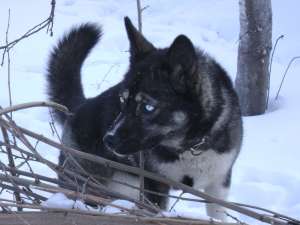 Monta Husky femela-caut mascul Galati/Braila