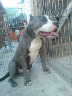 Mascul Amstaff pt monta