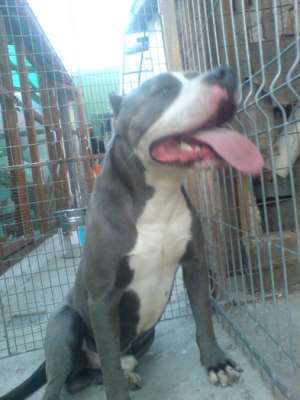Mascul Amstaff pt monta