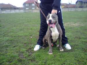 Mascul Amstaff pt monta