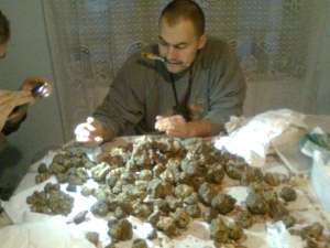 Vand caini de trufe
