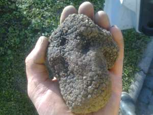 Vand caini de trufe