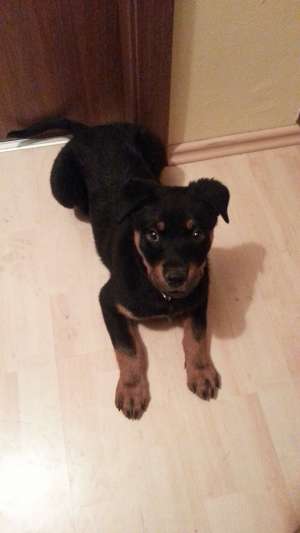 Donez Rottweiler,  2 luni !