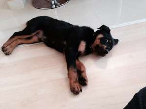 Donez Rottweiler,  2 luni !
